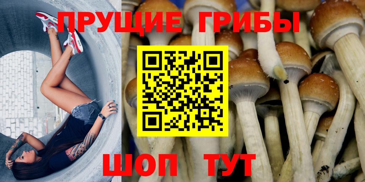 Псилоцибиновые грибы Psilocybe Рославль